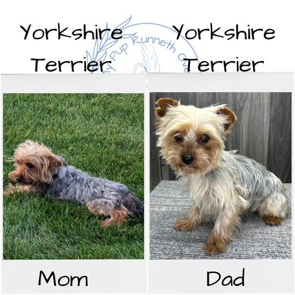 YORKSHIRE TERRIER (09/28) MALE