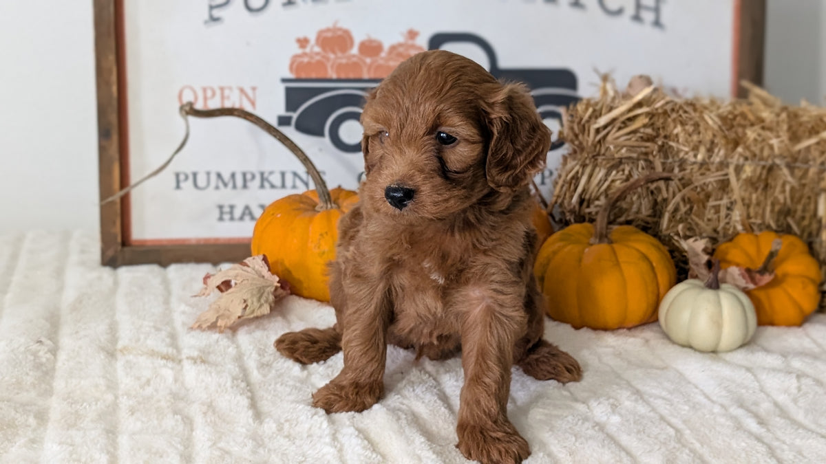 MINI GOLDENDOODLE (AUG 13) 6 MALES/3 FEMALES