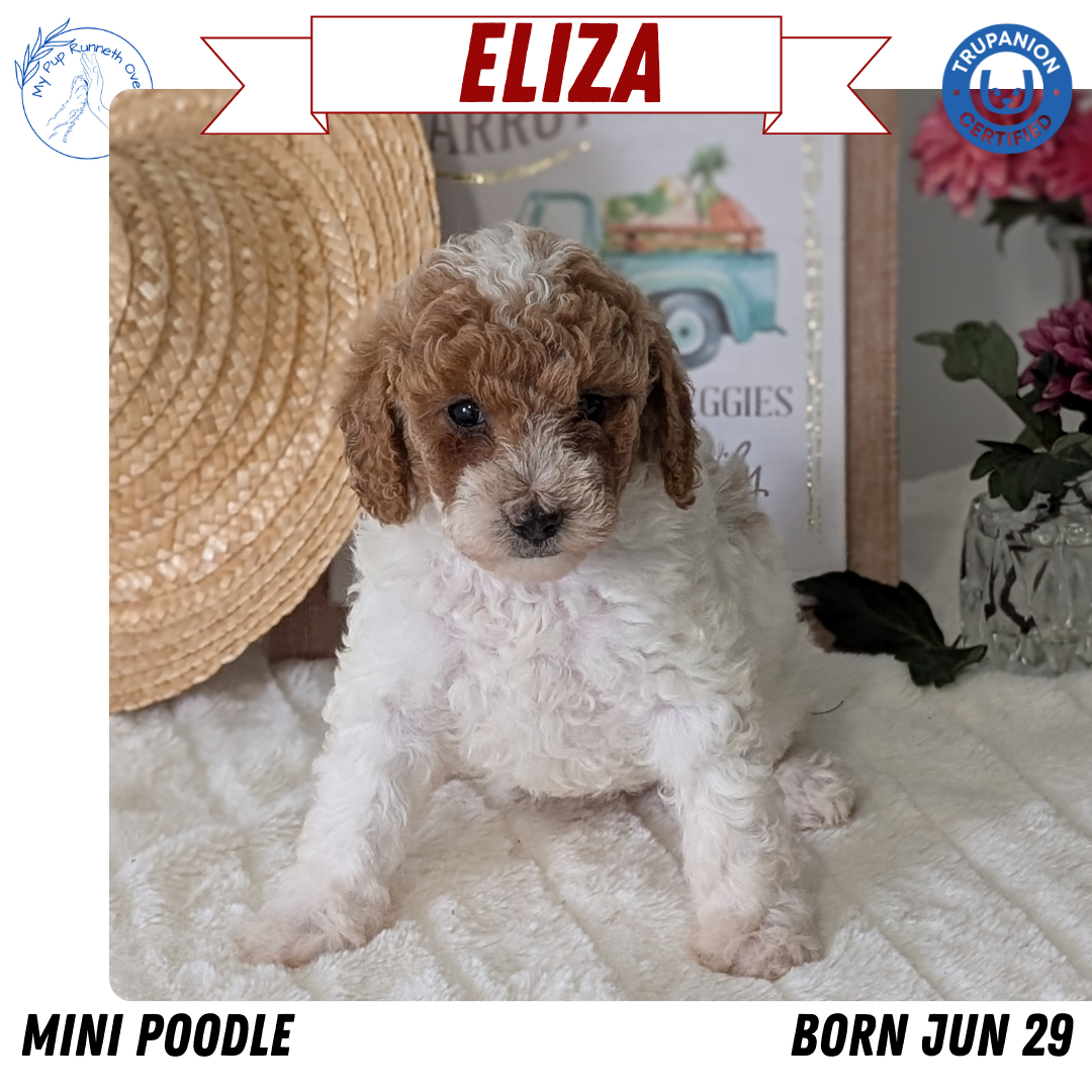 MINI POODLE (06/29) FEMALE