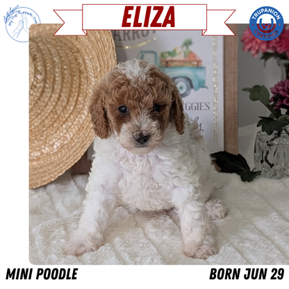 MINI POODLE (06/29) FEMALE