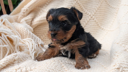 YORKSHIRE TERRIER (JUN 05) MALE