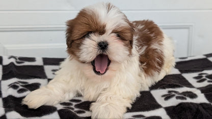 SHIH TZU (NOV 15) MALES