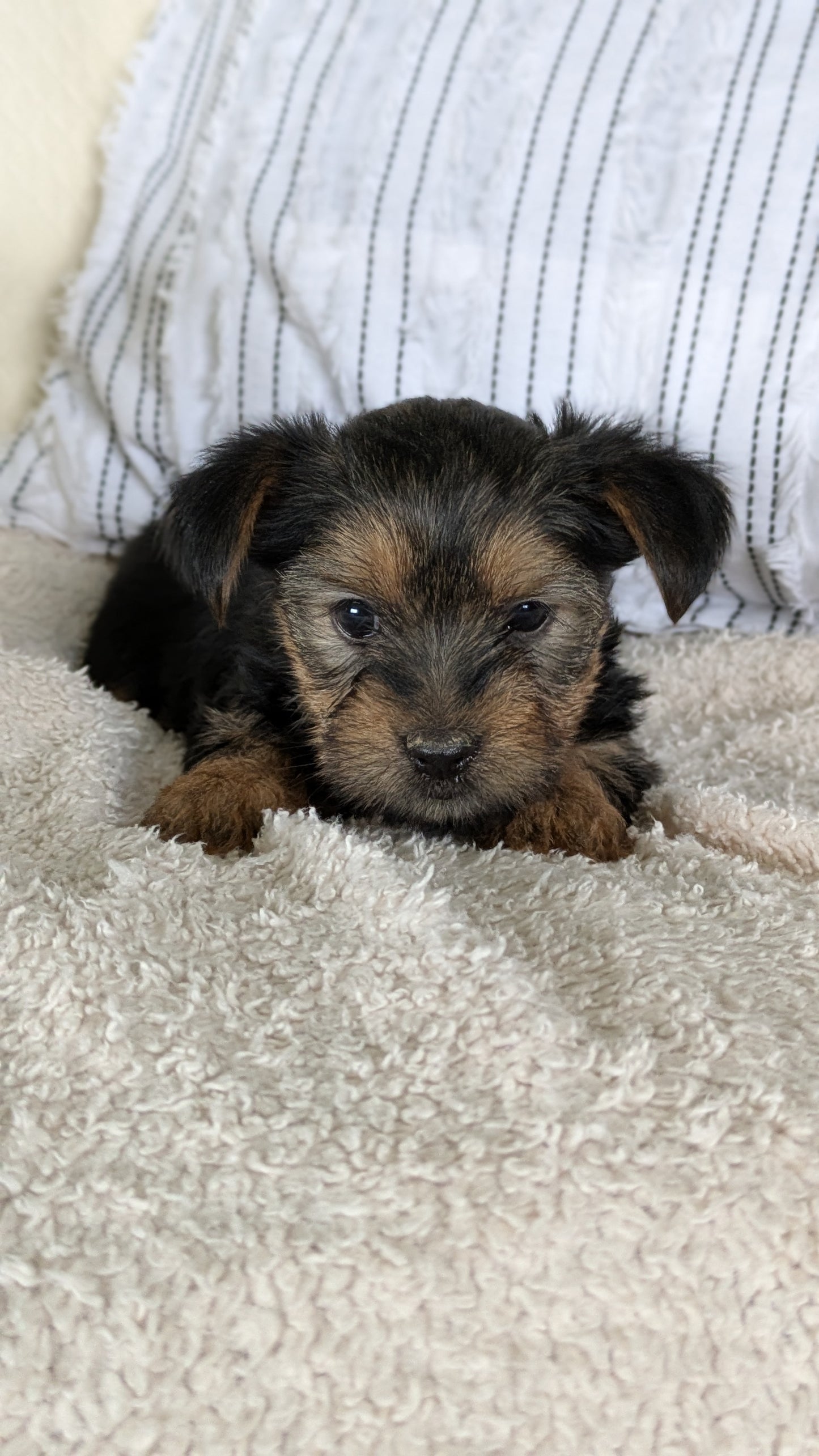 YORKSHIRE TERRIER (02/25) FEMALE