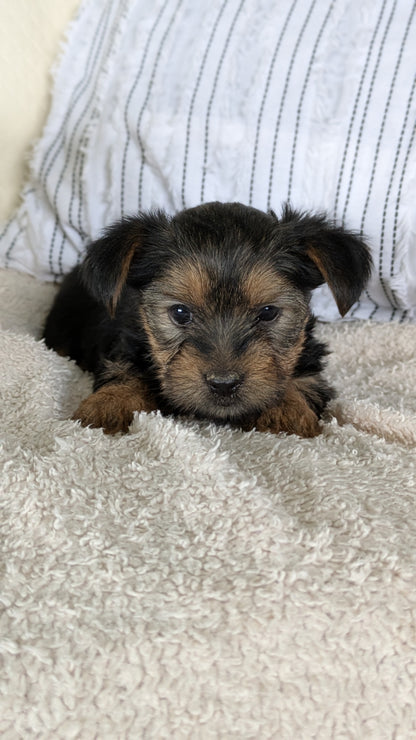 YORKSHIRE TERRIER (02/25) FEMALE
