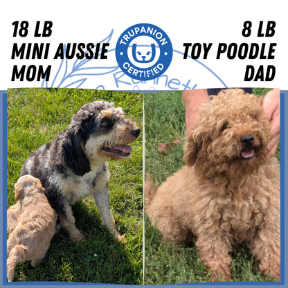 MINI AUSSIEDOODLE (06/21) MALE
