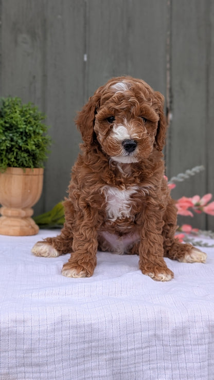 MINI POODLE (MAY 08) MALES