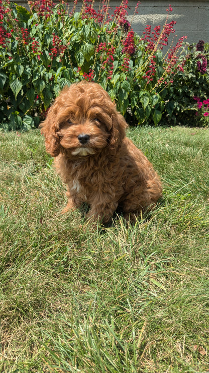 CAVAPOO (06/05) MALE