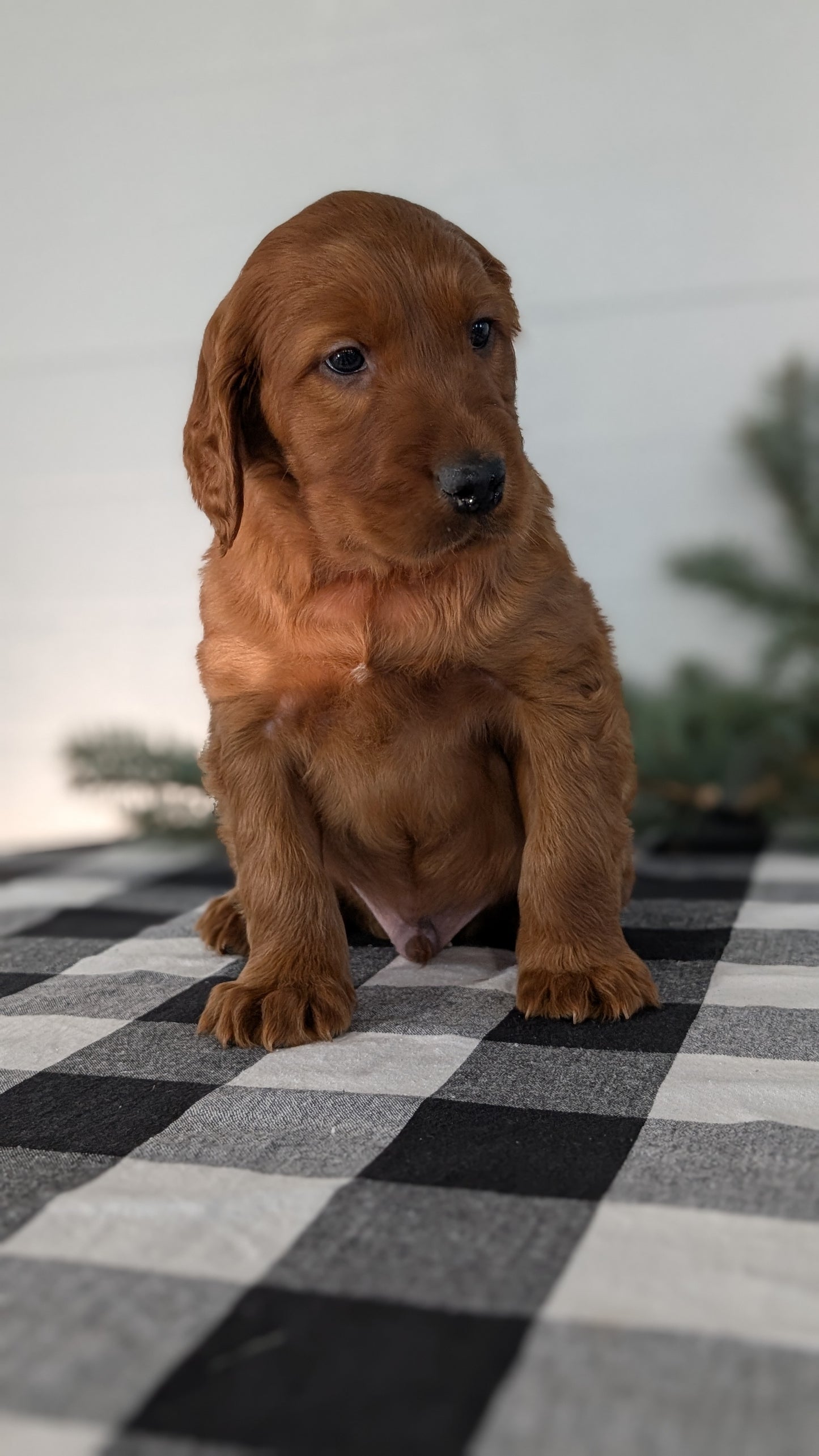 IRISH SETTER (NOV 02) MALES