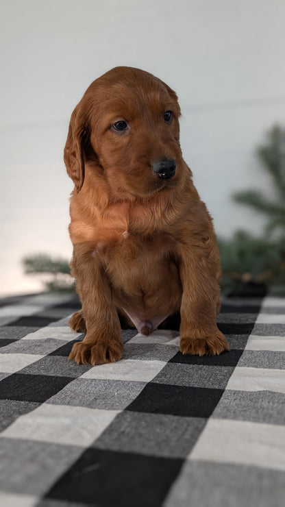 IRISH SETTER (NOV 02) MALES