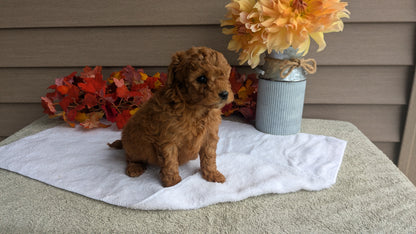 DOXIEPOO (08/19) MALE