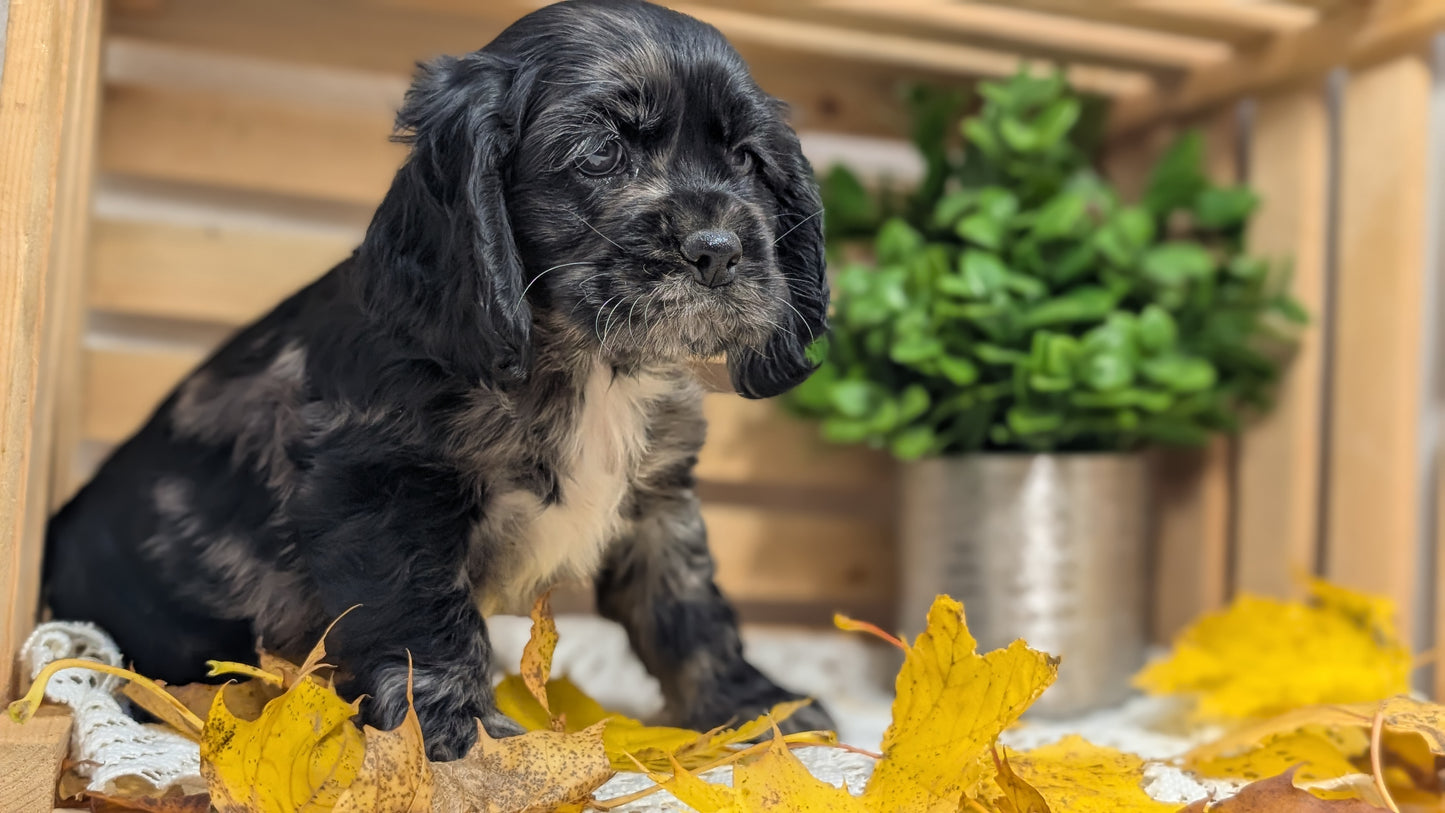 COCKER SPANIEL (09/20) MALE