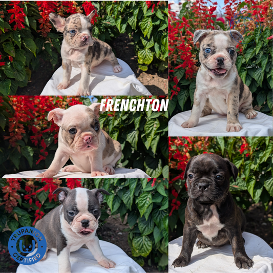 FRENCHTON (06/25) FEMALE