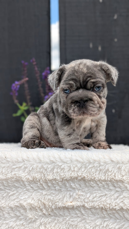 FRENCH BULLDOG (APR 24) MALES