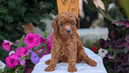 TOY POODLE (JUN 17) FEMALE