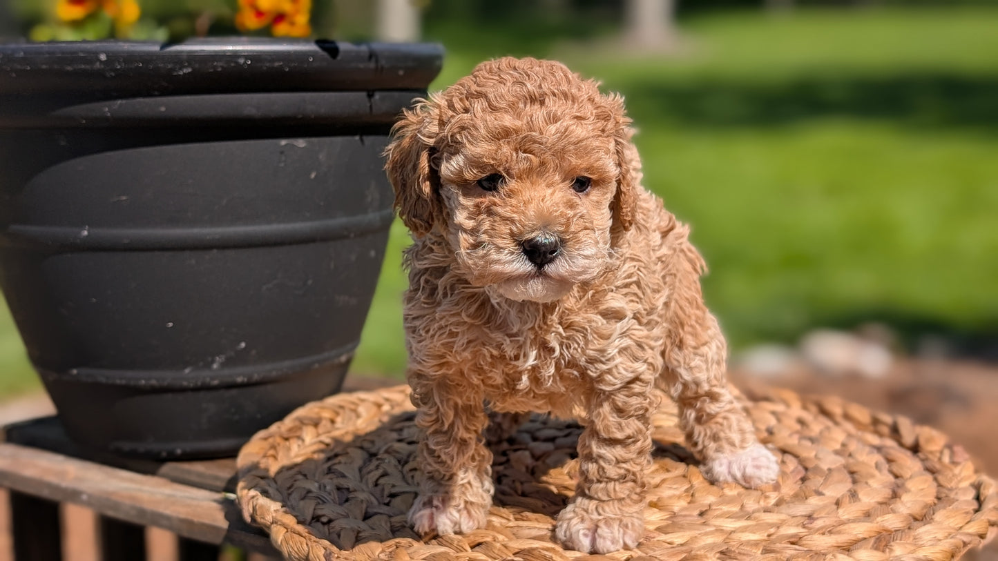 MINI POODLE (APR 03) FEMALES