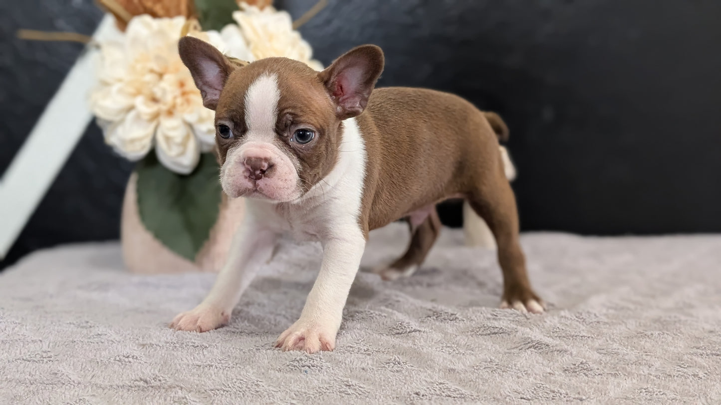 BOSTON TERRIER (FEB 09) MALES