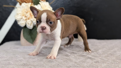 BOSTON TERRIER (FEB 09) MALES