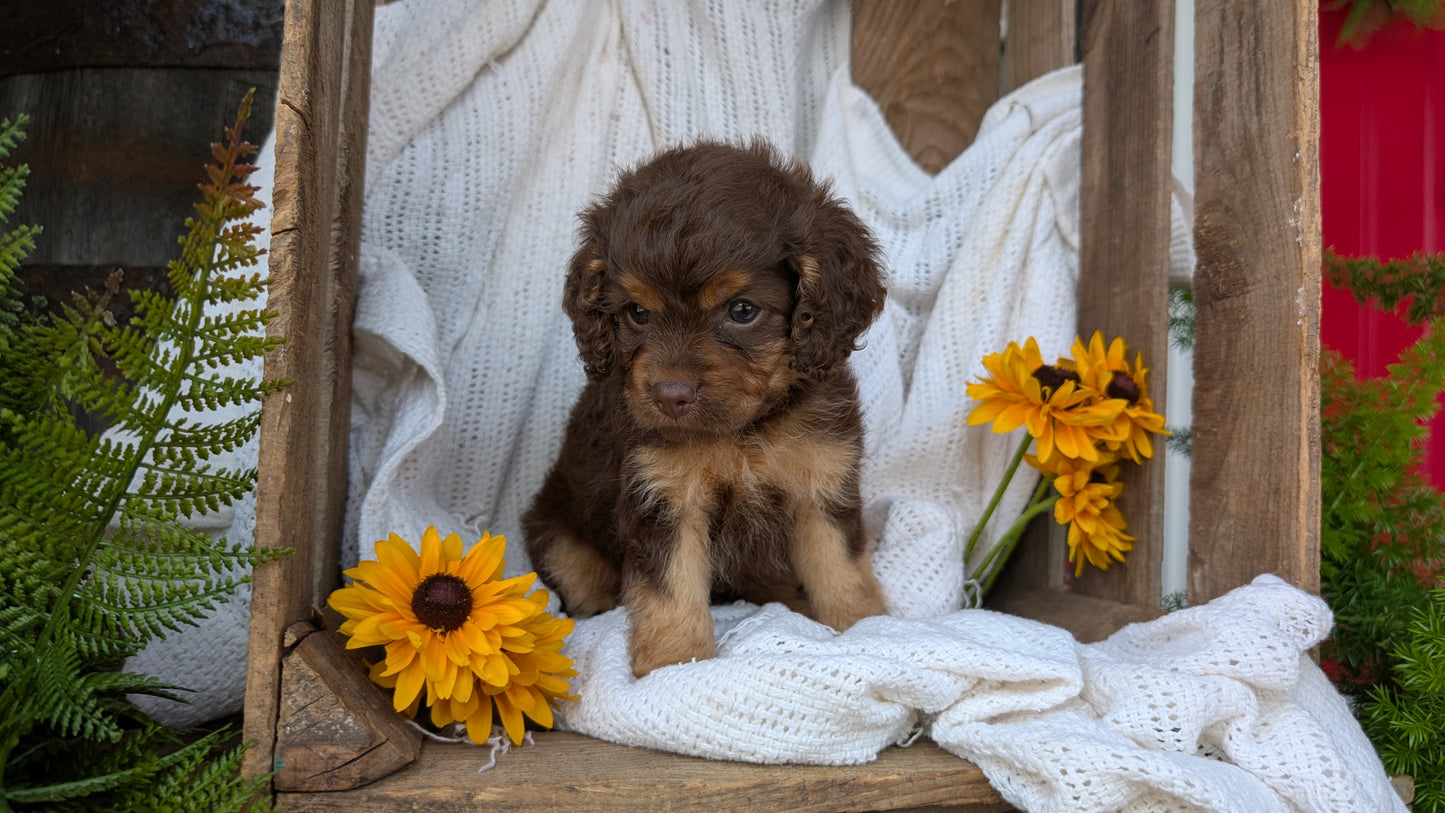COCKAPOO (06/02) FEMALE