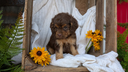 COCKAPOO (06/02) FEMALE