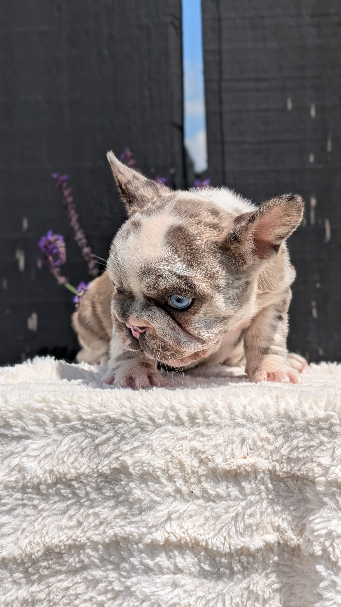 FRENCH BULLDOG (APR 03) FEMALE