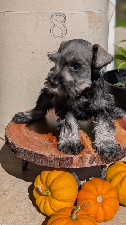 MINI SCHNAUZER (AUG 24) 8 FEMALES