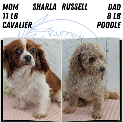 CAVAPOO (JUN 14) MALES