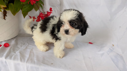 TEDDY BEAR (06/29) FEMALE