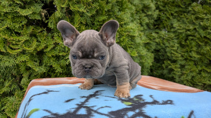 FRENCH BULLDOG (03/04) MALE