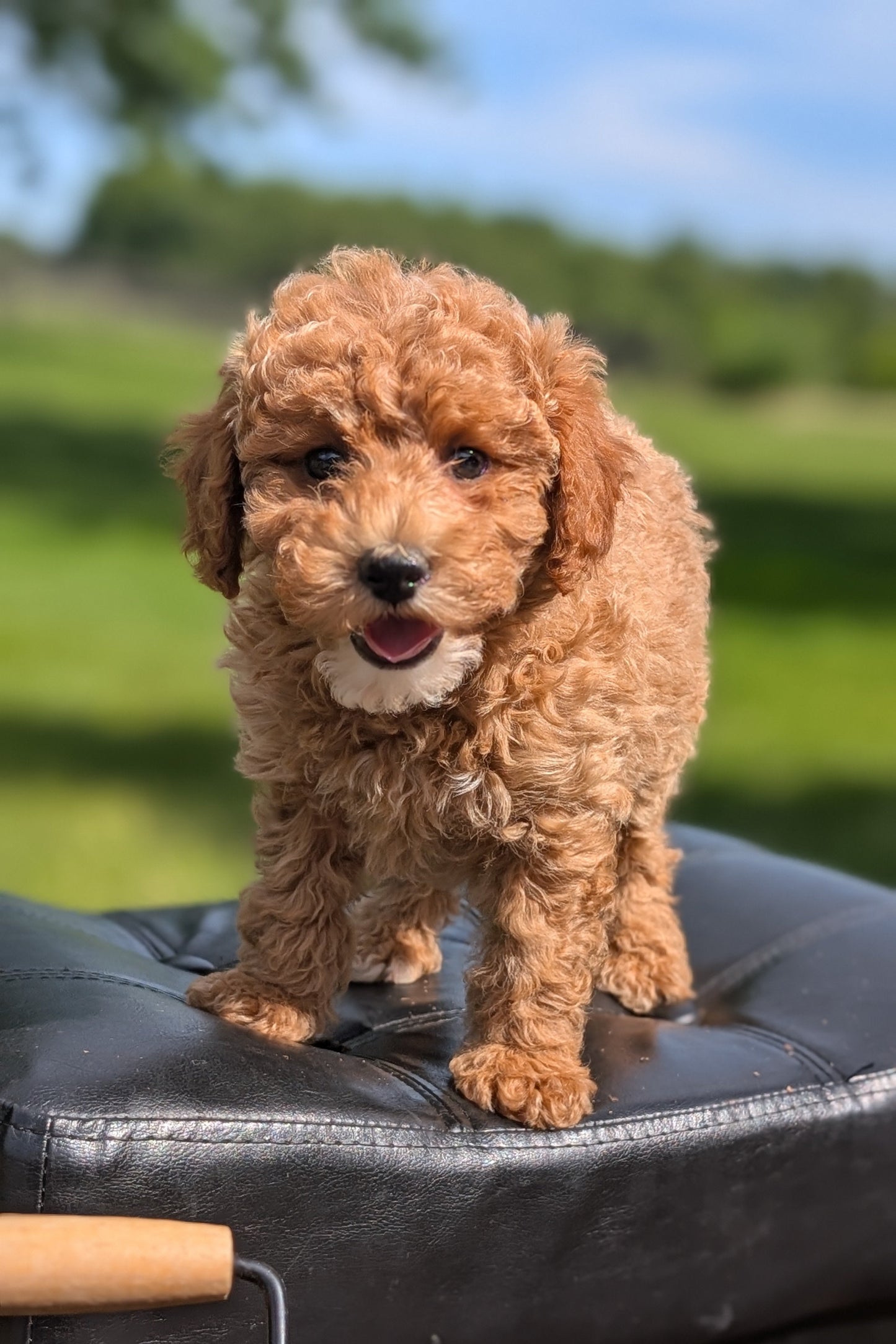 MINI POODLE (APR 03) FEMALES