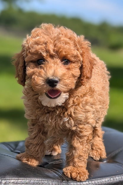 MINI POODLE (APR 03) FEMALES