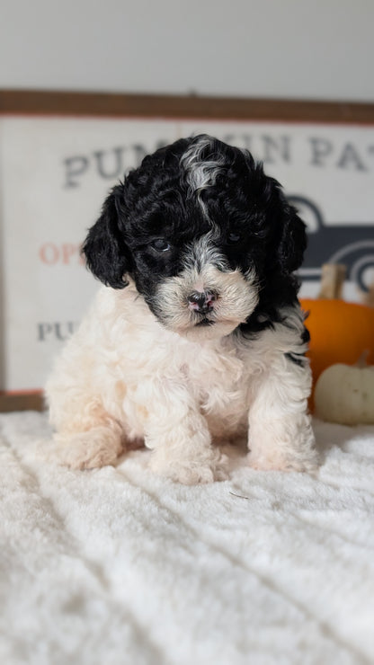 MINI POODLE (09/12) FEMALE