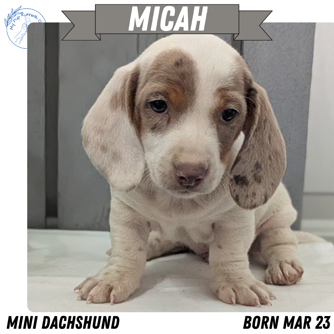 MINI DACHSHUND (MAR 23) MALES