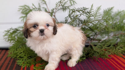 SHIH TZU (SEP 30) FEMALE