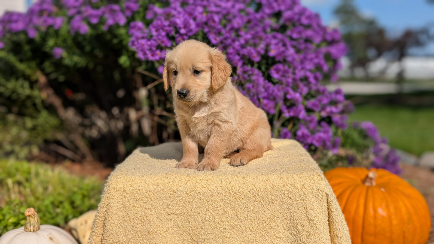 GOLDEN RETRIEVER (08/14) MALE