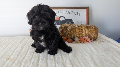 SHIHPOO (07/26) MALE