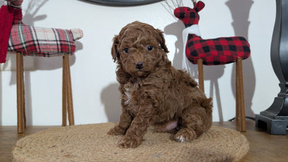 MINI POODLE (NOV 14) MALES