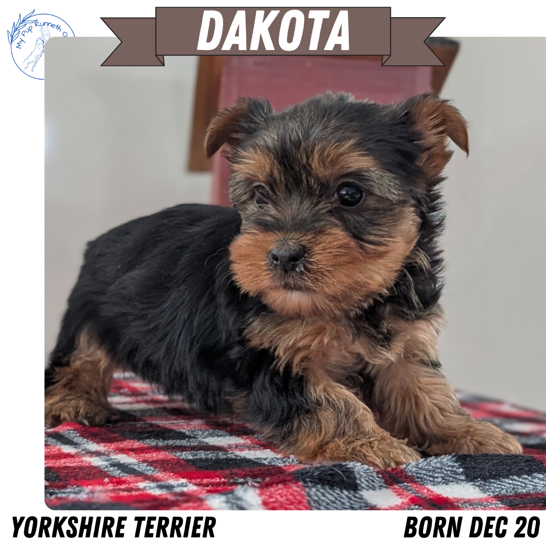 YORKSHIRE TERRIER (DEC 20) FEMALES