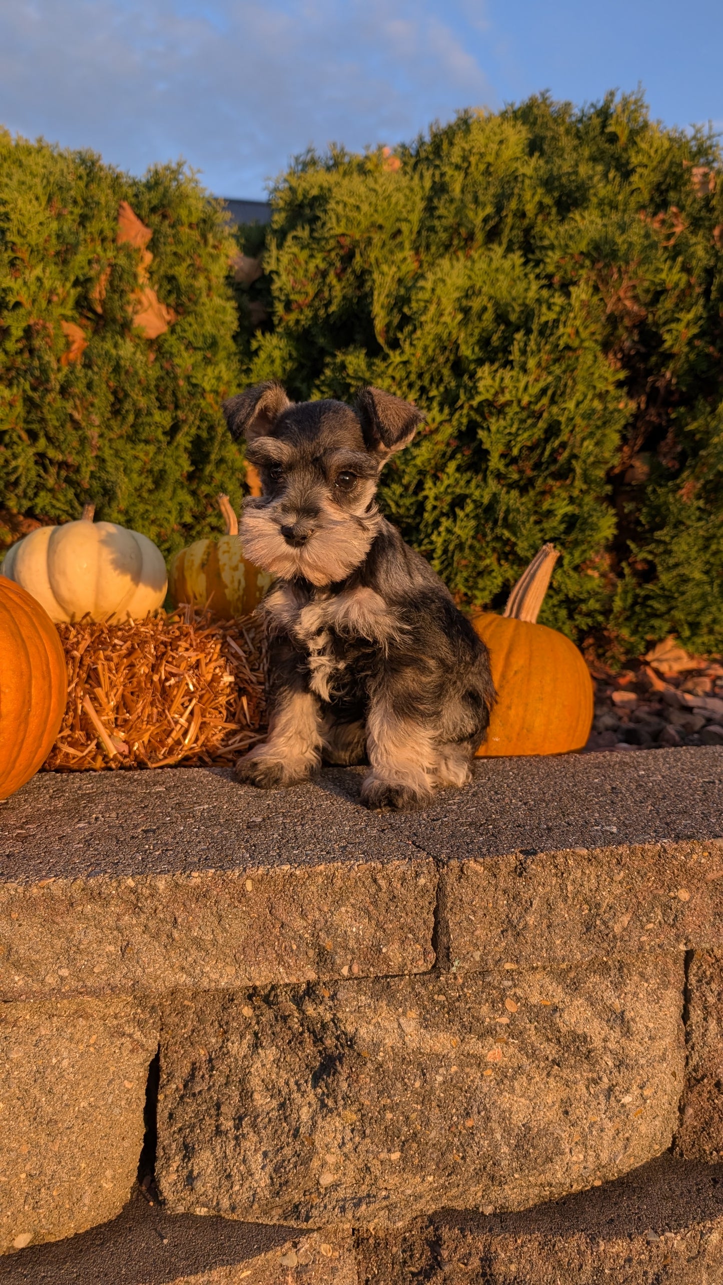 MINI SCHNAUZER (09/11) FEMALE