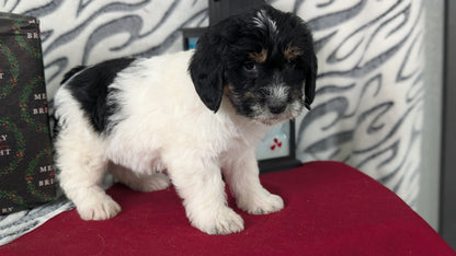 MINI LABRADOODLE (OCT 20) MALES