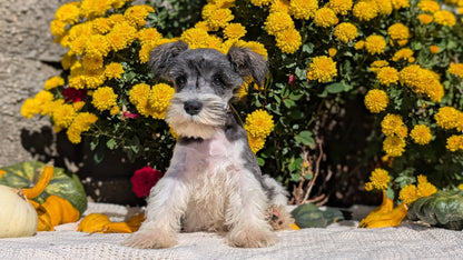 MINI SCHNAUZER (08/06) MALE
