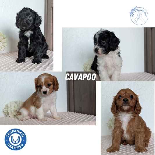 CAVAPOO (APR 02) MALES