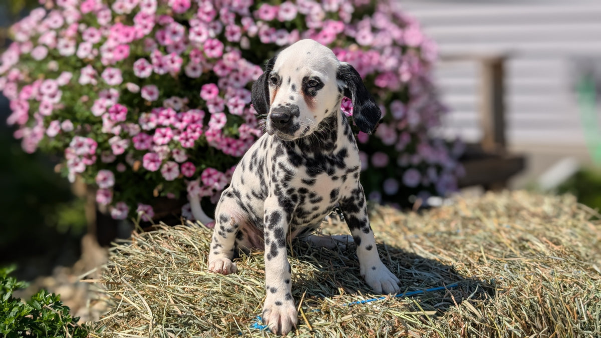 DALMATIAN (JUN 29) FEMALES