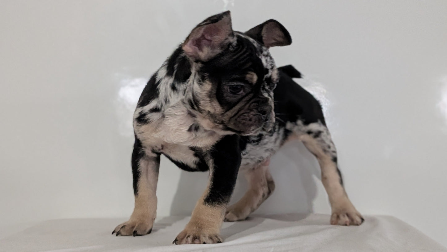 FRENCH BULLDOG (JAN 20) MALE