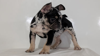 FRENCH BULLDOG (JAN 20) MALE