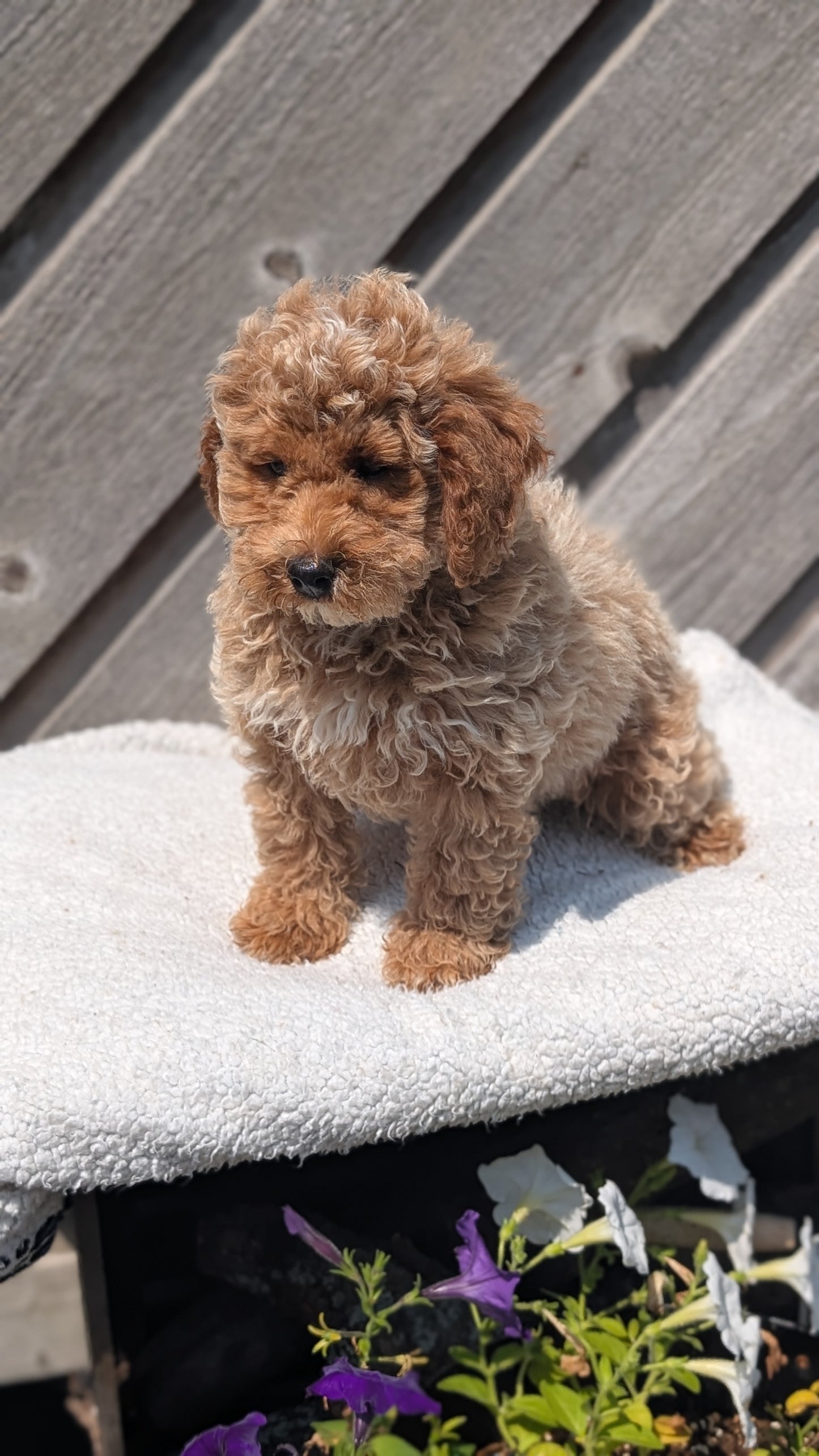 MINI POODLE (MAY 12) MALES