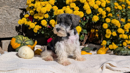 MINI SCHNAUZER (08/06) MALE