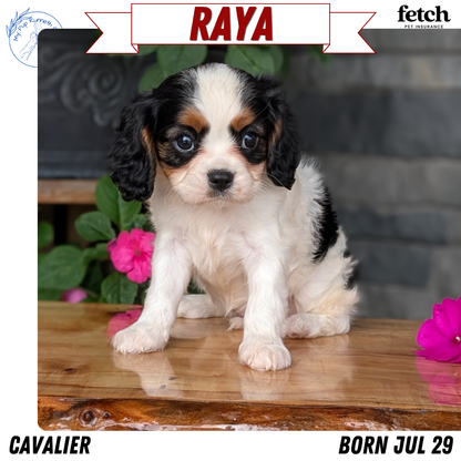 CAVALIER (JUL 29) 3 FEMALES