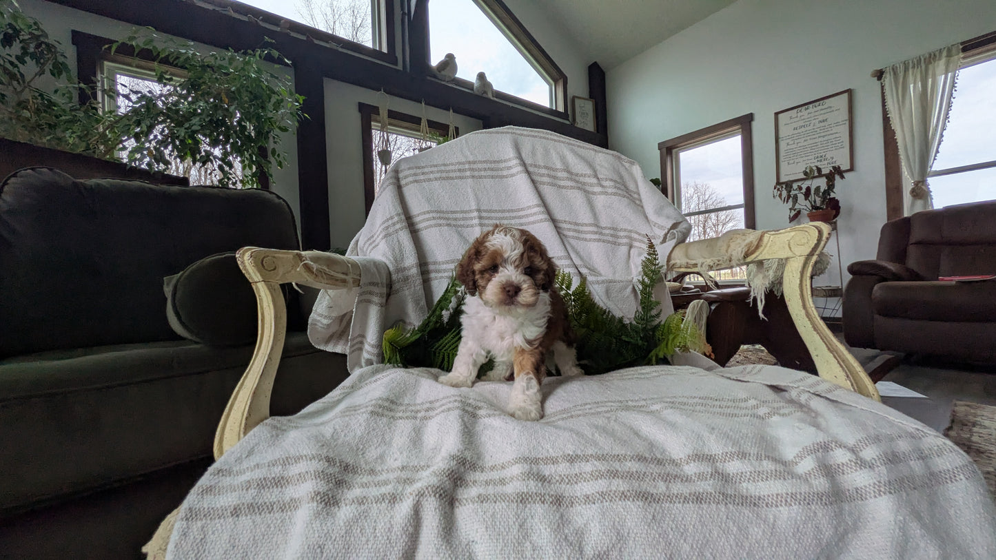 COCKAPOO (03/03) FEMALE