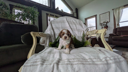 COCKAPOO (03/03) FEMALE