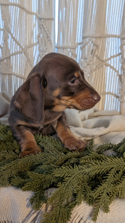 MINI DACHSHUND (NOV 16) MALES